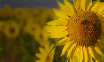 Bokeh of Lensflair