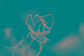 Organisch